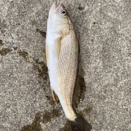 イシモチ