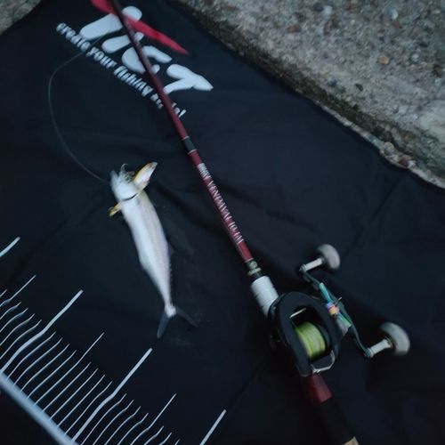 サゴシの釣果