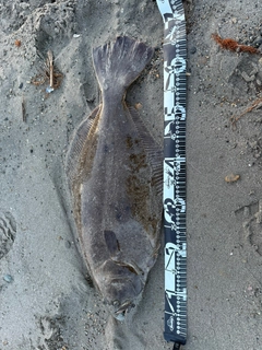 ヒラメの釣果