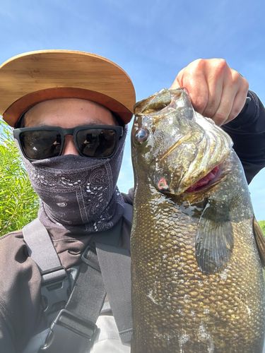 スモールマウスバスの釣果