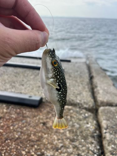 クサフグの釣果