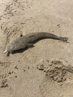 マゴチの釣果
