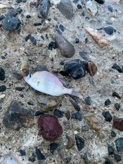 チャリコの釣果