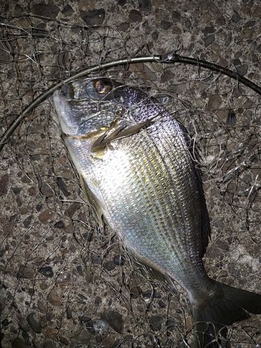 ヘダイの釣果