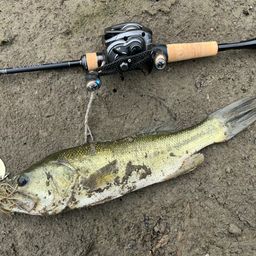 ラージマウスバス