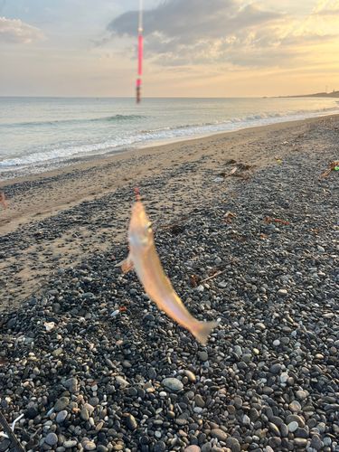 シロギスの釣果