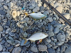 ショゴの釣果