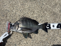 クロダイの釣果