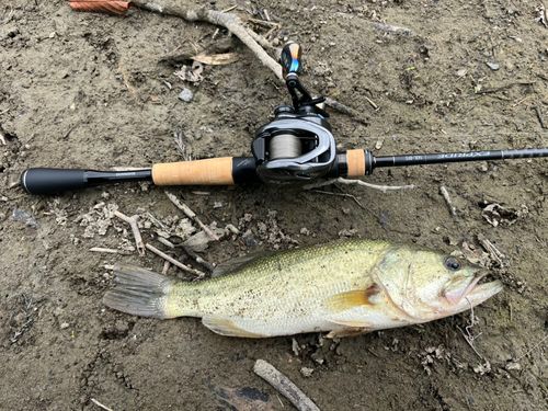 ラージマウスバスの釣果