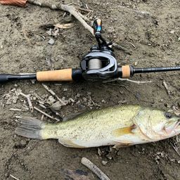 ラージマウスバス