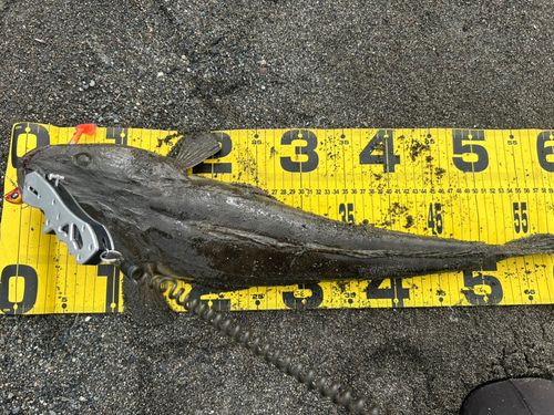 マゴチの釣果