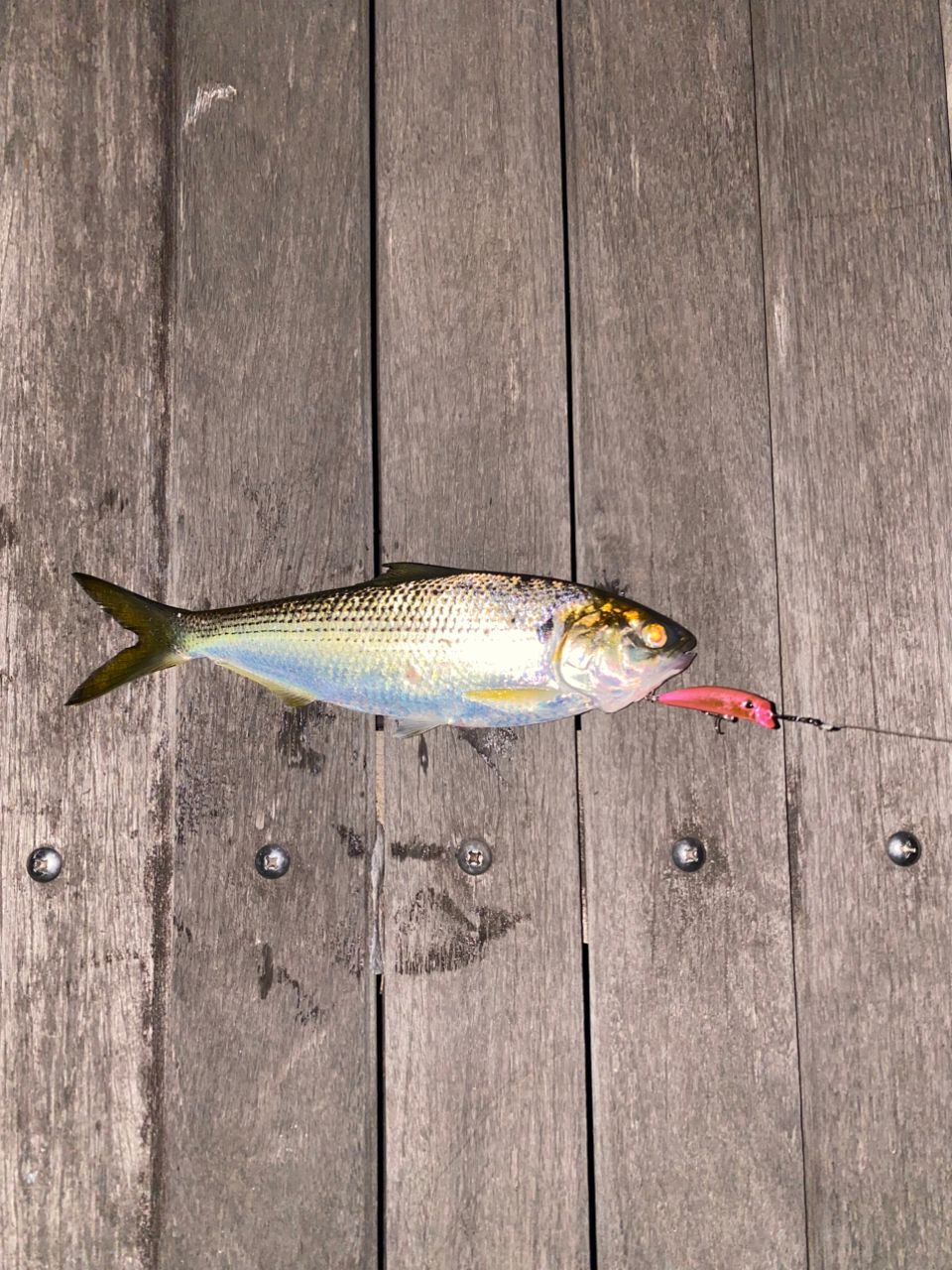 DAIWA 10リバティクラブ エギング 802Mの最安値・インプレ・釣果