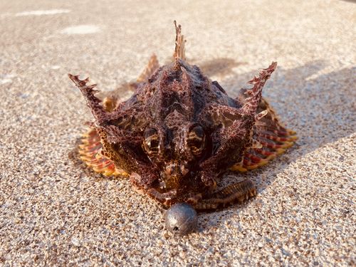 オニカジカ