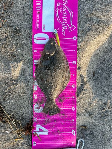 ヒラメの釣果