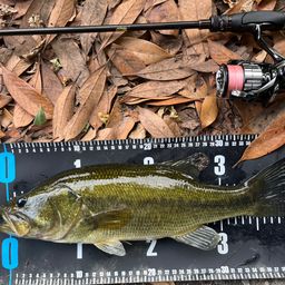 ラージマウスバス