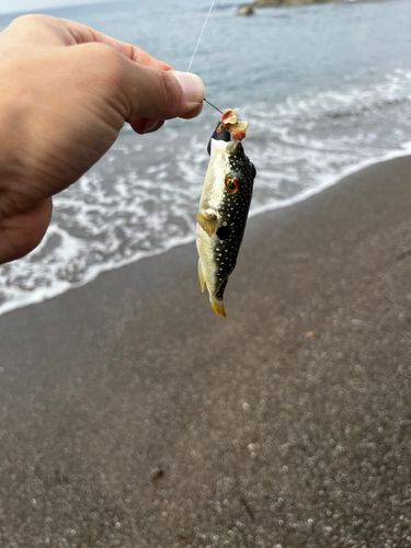 クサフグ