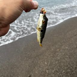 クサフグ