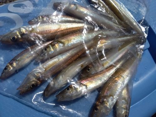 キスの釣果