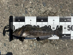 アイナメの釣果