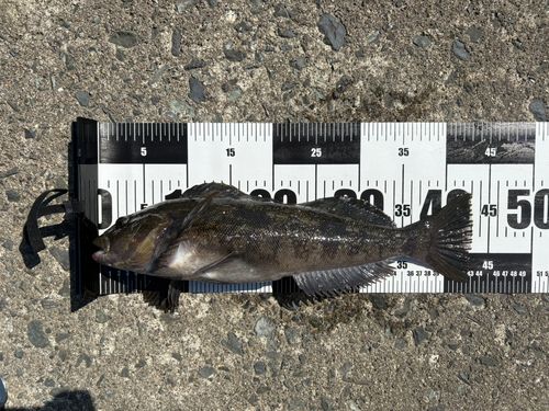アイナメの釣果