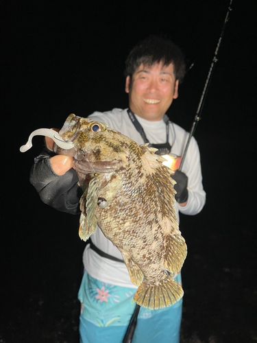 オウゴンムラソイの釣果