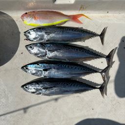 ソウダガツオ