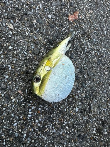 シロサバフグの釣果