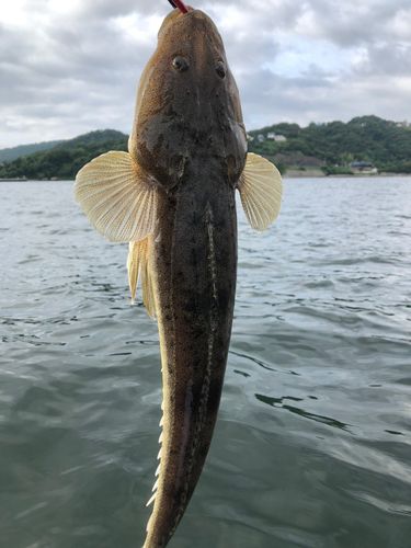 マゴチ