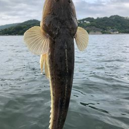 マゴチ