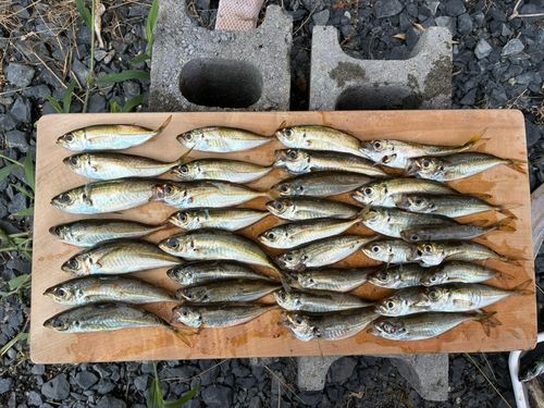 アジの釣果