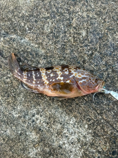 キジハタの釣果
