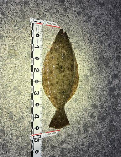 ヒラメの釣果