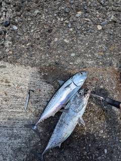 マルソウダの釣果