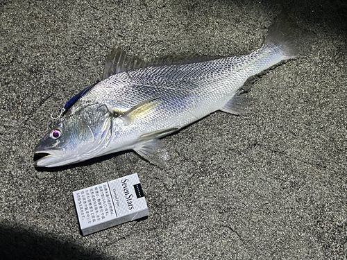 ニベの釣果