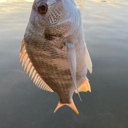クロダイ