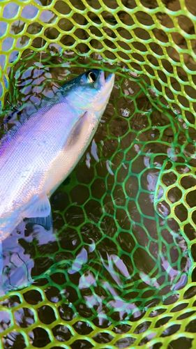 ヒメマスの釣果