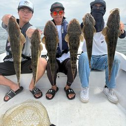 マゴチ