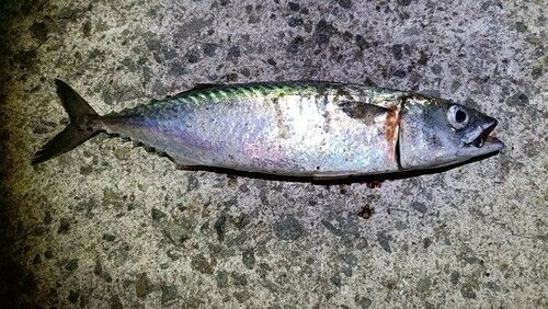 サバの釣果