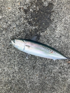 マルソウダの釣果