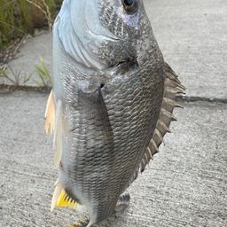 クロダイ