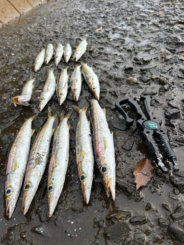 カマスの釣果