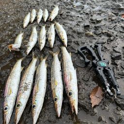 カマス