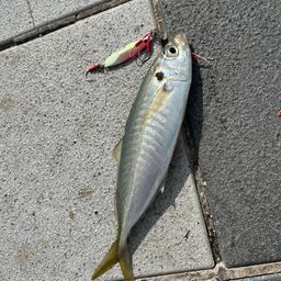 アジ