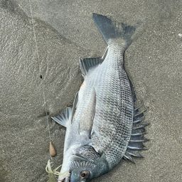 クロダイ