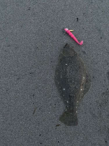 ソゲの釣果