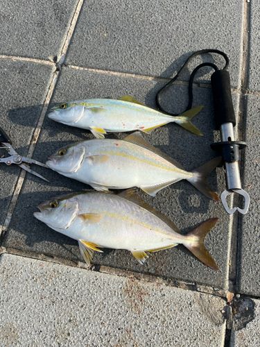 シオの釣果
