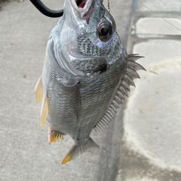 クロダイ