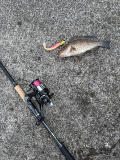 オオモンハタの釣果
