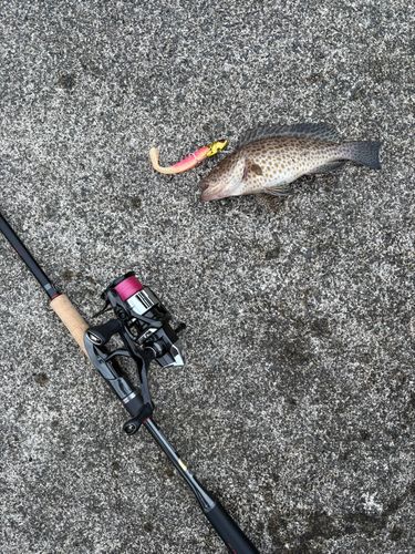 オオモンハタの釣果