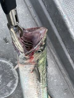 サワラの釣果